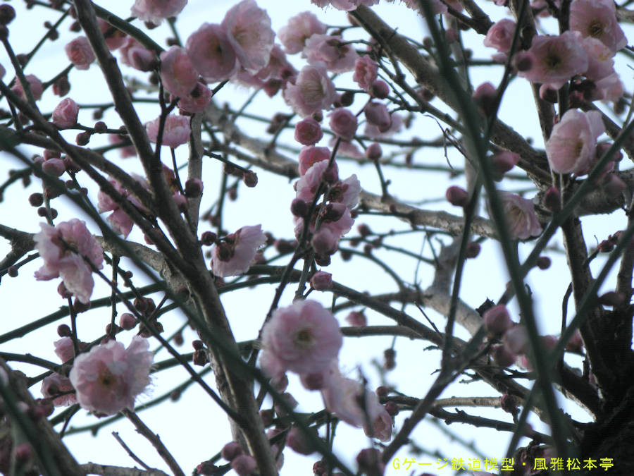 キヤノン／パワーショットA650ISでの撮影例。拙宅の庭にて撮影(梅の花)、2024年(令和6年)2月撮影。