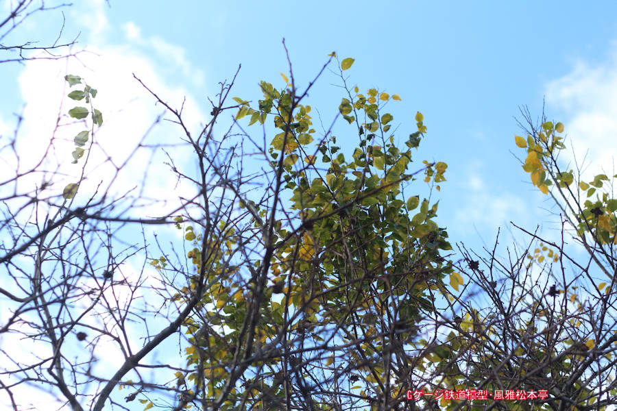 キヤノン／EFレンズ50mm・f1.8での撮影例。拙宅の庭の柿の木と茱萸の木です。2021年(令和3年)11月、拙宅の庭(武蔵国某辺境)にて撮影。