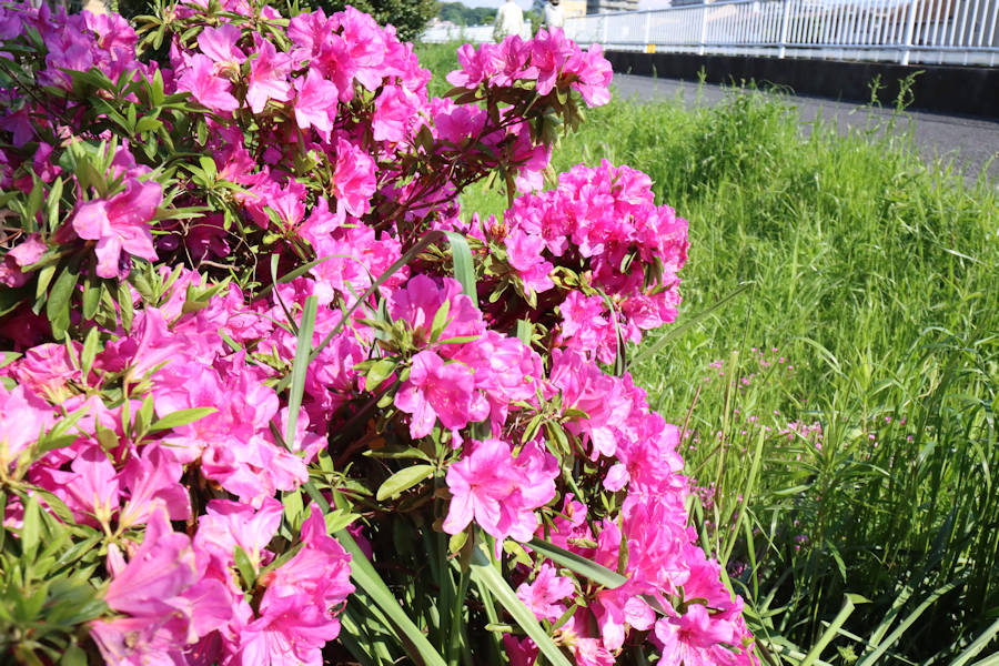 キヤノン／EF-Mレンズ11-22mm F4-5.6 IS STMでの撮影例、拙宅近くの川の土手に咲いている花。2022年(令和4年)5月撮影。