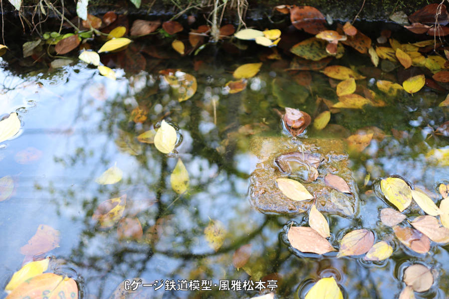 キヤノン製広角単焦点レンズ「EF-M22mm f2 STN」での撮影例、拙宅の庭の池です。2021年(令和3年)11月、拙宅の庭(武蔵国某辺境)にて撮影。