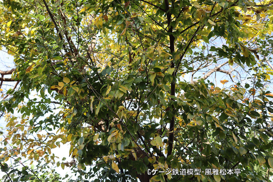 キヤノン製広角単焦点レンズ「EF-M22mm f2 STN」での撮影例、拙宅の庭の「柿」と「茱萸(ぐみ)」です。2021年(令和3年)11月、拙宅の庭(武蔵国某辺境)にて撮影。