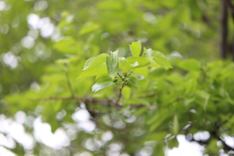 シグマ製56mm中望遠レンズ「56mm F1.4 DC DN」での撮影例、拙宅庭の柿の樹です。2022年(令和4年)4月。