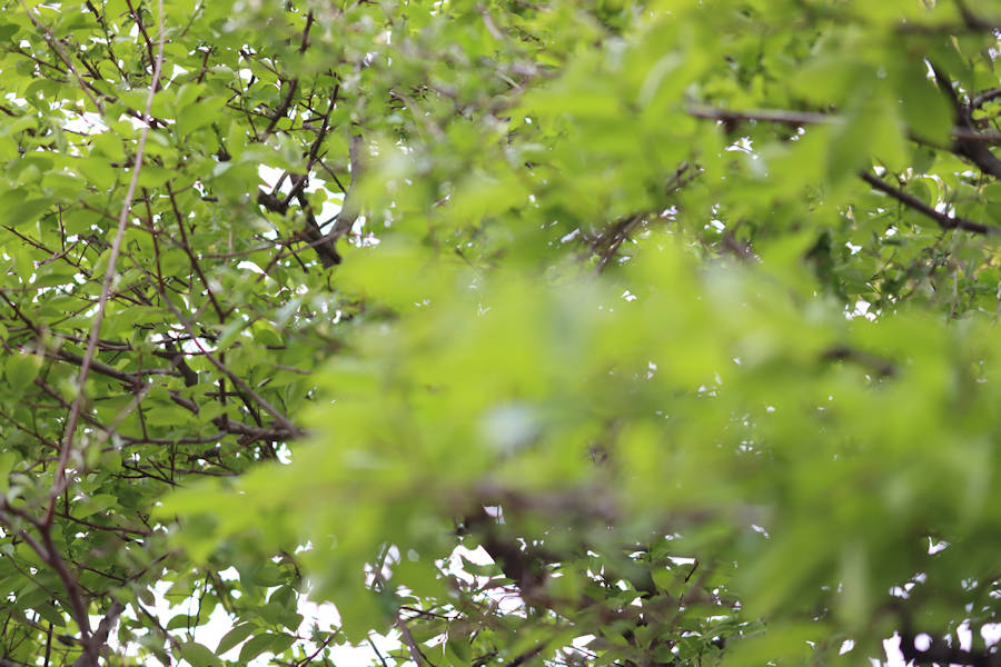 シグマ製56mm中望遠レンズ「56mm F1.4 DC DN」での撮影例。拙宅庭の柿の樹です。2022年(令和4年)4月。