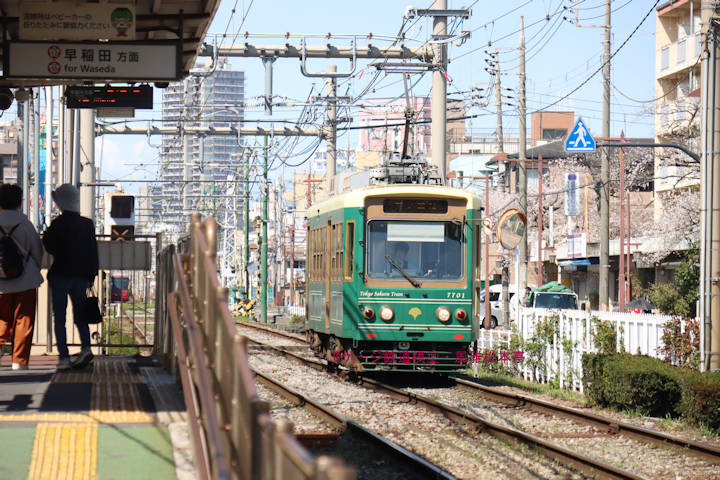 東京都交通局7701号。2025年(令和7年)4月、都電荒川線荒川遊園地前(あらかわゆうえんちまえ：東京都荒川区)電停にて撮影。