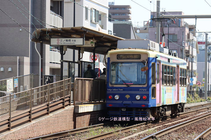 東京都交通局7705号。2025年(令和7年)4月、都電荒川線荒川遊園地前(あらかわゆうえんちまえ：東京都荒川区)電停にて撮影。